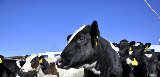 ��I(y��)��(y��ng)��F(xi��n)�������a(ch��n)Ҫ������