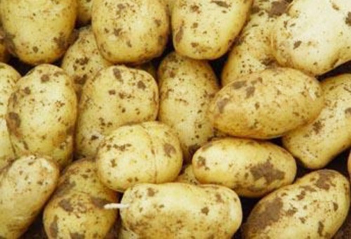 孕婦不可多吃土豆 有致糖尿病風(fēng)險(xiǎn)